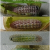 tom callimachus larva4 volg1